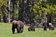 Jackson Hole Sunrise Wildlife Safari thumbnail 2
