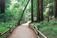 San Francisco Muir Woods and Sausalito Guided Tour thumbnail 5