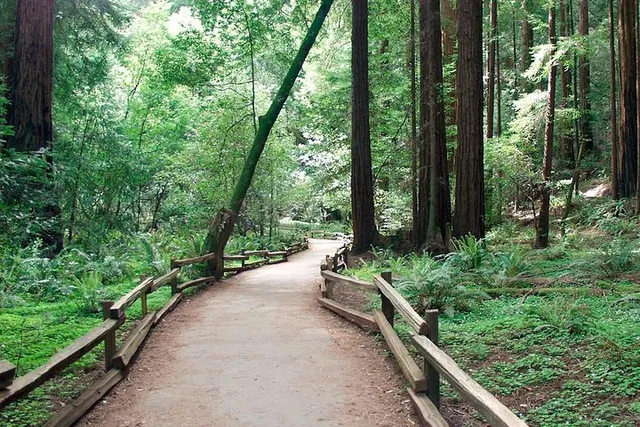 San Francisco Muir Woods and Sausalito Guided Tour - Image 5