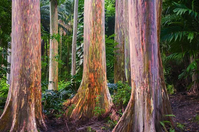 Maui Road to Hana Tour with Guide - Image 3