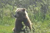 Anchorage Wildlife and Turnagain Arm Tour thumbnail 4
