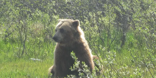 Anchorage Wildlife and Turnagain Arm Tour - Image 4