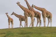 San Diego Zoo and Safari Park 2-Day Pass thumbnail 4