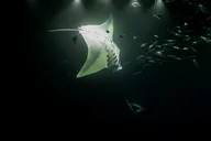 Kona Manta Ray Night Snorkel Adventure 2.5 hr thumbnail 5