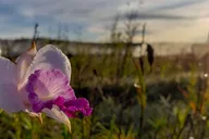 Hawaii Volcanoes National Park Private Tour thumbnail 4