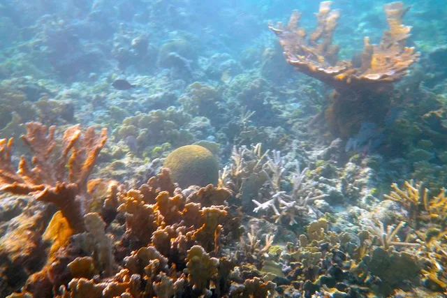 Key West Snorkel and Sunset Sail - Image 4