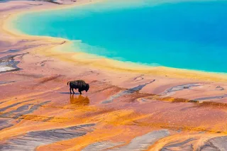 Yellowstone Wildlife Biologist Tour