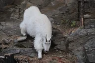 Devils Tower and Spearfish Canyon Tour thumbnail 2