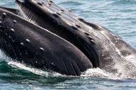 San Pedro Whale and Dolphin Watching Cruise thumbnail 2