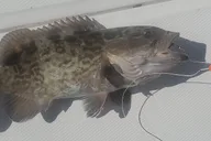 Englewood Offshore Fishing Charter thumbnail 3