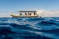 Kailua-Kona Snorkeling Tour with Lunch 4 hr thumbnail 4