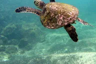 Maui Beach Snorkel Tour 1.5 hr thumbnail 6