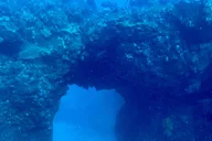 Hilo Night Dive for Certified Divers thumbnail 5