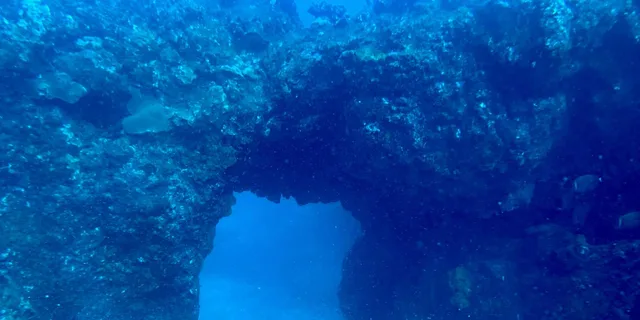 Hilo Night Dive for Certified Divers - Image 5