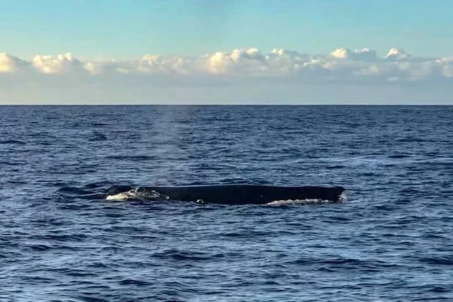 Waikoloa Whale Watching Cruise 90 Min - Image 5