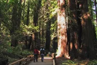 San Francisco Muir Woods and Sausalito Tour Half Day thumbnail 2