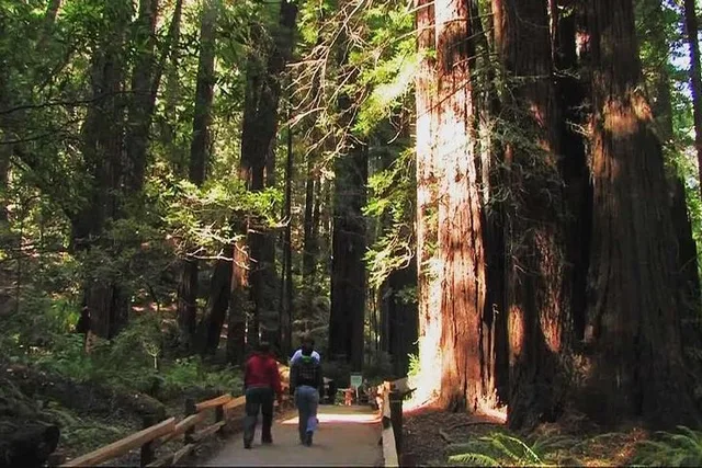 San Francisco Muir Woods and Sausalito Tour Half Day - Image 2