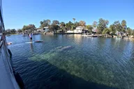 Crystal River Manatee Watching Cruise 90 Min thumbnail 1