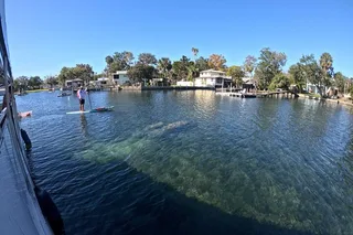Crystal River Manatee Watching Cruise 90 Min