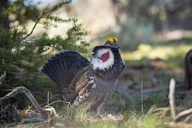 Yellowstone Beaver Ponds Naturalist Hike thumbnail 6