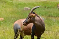 Maasai Mara National Reserve Safari thumbnail 6