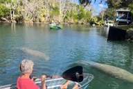 Crystal River Clear Kayak Manatee Tour 2.5 hr thumbnail 3