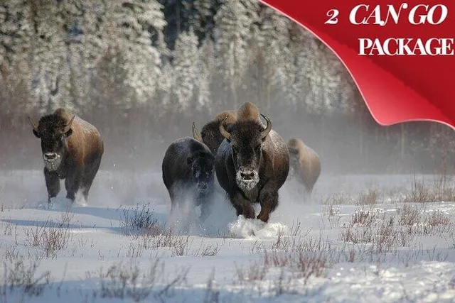 Yellowstone and Grand Teton Winter Tour 5-Day - Image 2