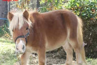 Smoky Mountains Mini Horse Ride for Children thumbnail 6