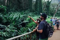 Honolulu Manoa Waterfall Hike with Lunch 5 hr thumbnail 4