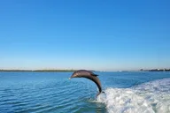 Siesta Key Funship Adventure Dolphin Cruise thumbnail 5