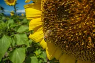Lahaina Orchard Tour with Fruit Tasting 45 min thumbnail 2