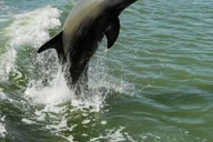 Marco Island Dolphin, Birding, and Shelling Tour 2 hr thumbnail 1
