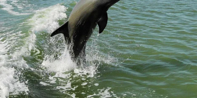 Marco Island Dolphin, Birding, and Shelling Tour 2 hr - Image 1