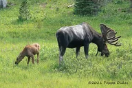 Rocky Mountain Wildlife Tour at Sunset thumbnail 3