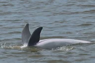 Charleston Dolphin Tour thumbnail 6