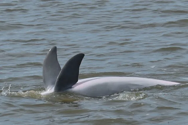 Charleston Dolphin Tour - Image 6