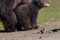 Ketchikan Private Tour with Totems and Wildlife thumbnail 2