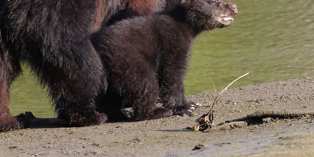 Ketchikan Private Tour with Totems and Wildlife - Image 2