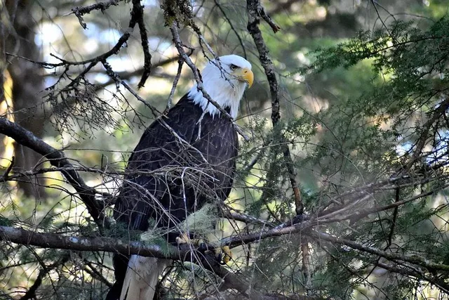 Sitka Tour: Fortress of the Bear & Totems - Image 4