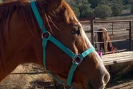 Las Vegas Grand Canyon Horseback Tour thumbnail 1