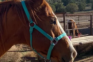 Las Vegas Grand Canyon Horseback Tour