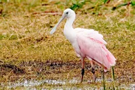 Everglades National Park Boat Tour 90 Min thumbnail 5