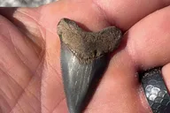 Folly Beach Morris Island Fossil Hunting Boat Tour thumbnail 4