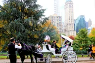 New York Central Park Horse-Drawn Carriage Ride 50 Min thumbnail 2