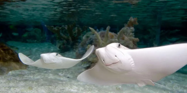 Bloomington Sea Life Minnesota Aquarium Entry - Image 2