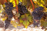 Atlanta Wine Country Tour thumbnail 6