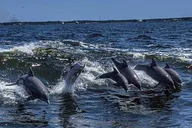 Orange Beach Dolphin Watching Cruise thumbnail 3