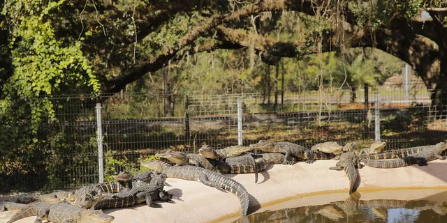 Orlando Sightseeing Flex Pass with Helicopter Tour - Image 3