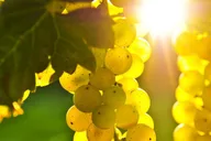 San Francisco Coastal Redwoods and Wine Country Tour thumbnail 2