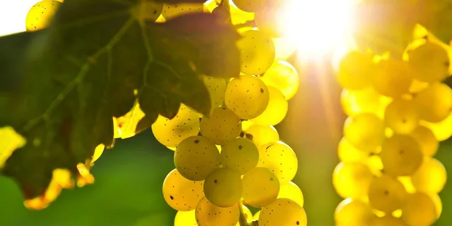 San Francisco Coastal Redwoods and Wine Country Tour - Image 2